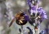 Halictus sexcinctus
